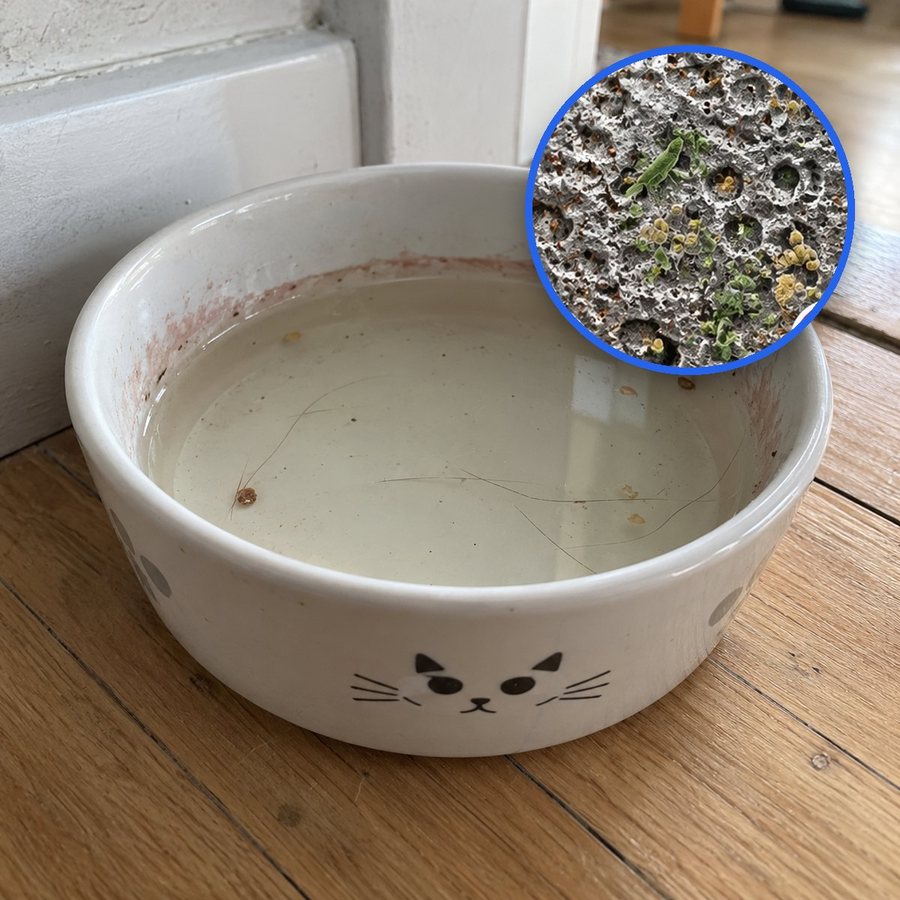 Vandskål med slimet hinde set under lup